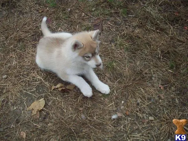 Siberian Husky